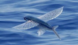 娱乐吃瓜酱飞鱼视频,娱乐吃瓜酱带你揭秘娱乐圈幕后故事