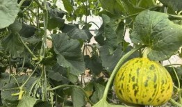 怎么在哪里可以免费吃瓜,探寻全国各大免费瓜摊攻略