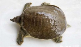 成都文王甲鱼爆料视频,揭秘网红美食背后的真相