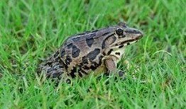 爆料田鸡饲养视频大全图片,视频大全图片解析养殖技巧与过程