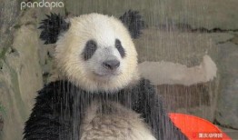 戴熊猫头套爆料娱乐圈,娱乐圈幕后故事大曝光