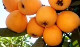 莆田最新爆料摘枇杷视频,最新视频曝光，金黄果实引游客纷至沓来