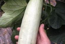 网红吃最贵的瓜,网红挑战最贵瓜果盛宴