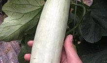 网红吃最贵的瓜,网红挑战最贵瓜果盛宴