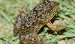 爆料田鸡饲养视频大全图片,视频大全图片解析养殖技巧与过程