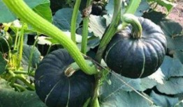 有吃瓜视频的网红吗,揭秘有吃瓜视频的神秘网红