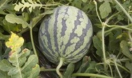 怎么在哪里可以免费吃瓜,探寻全国各大免费瓜摊攻略