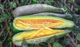 网红吃最贵的瓜,网红挑战最贵瓜果盛宴