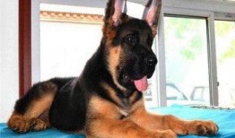 狼狗最新爆料视频大全下载,揭秘幕后真相，带你走进神秘世界