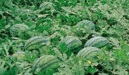 嘉禾望岗娱乐吃瓜地,揭秘网红聚集地的幕后故事