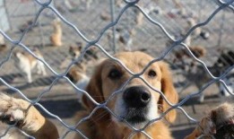 宠物打工人爆料视频大全,揭秘宠物行业幕后爆料视频大全