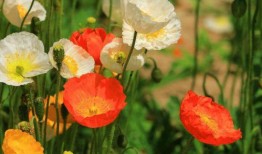 虞美人爆料日本视频大全,日本视频大全精彩瞬间大盘点