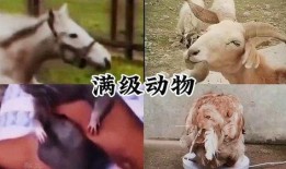 搞笑爆料动物视频,动物界的“喜剧之王”大揭秘