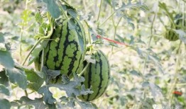 景点吃瓜网红,网红打卡，探寻景点美食新风尚