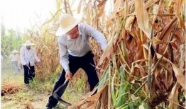 金乡吃瓜最新事件爆料,揭秘背后惊人真相！