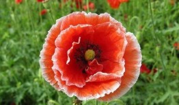 虞美人爆料日本视频大全,日本视频大全精彩瞬间大盘点