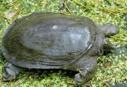 成都文王甲鱼爆料视频,揭秘网红美食背后的真相