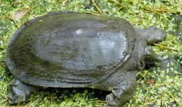 成都文王甲鱼爆料视频,揭秘网红美食背后的真相