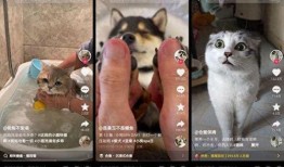宠物打工人爆料视频大全,揭秘宠物行业幕后爆料视频大全
