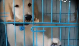 宠物打工人爆料视频大全,揭秘宠物行业幕后爆料视频大全