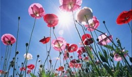 虞美人爆料日本视频大全,日本视频大全精彩瞬间大盘点