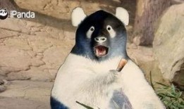 戴熊猫头套爆料娱乐圈,娱乐圈幕后故事大曝光