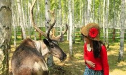 网红驯鹿吃瓜视频在线观看,萌态十足引网友热议