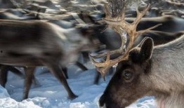 网红驯鹿吃瓜视频在线观看,萌态十足引网友热议