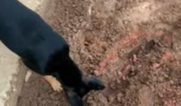 东莞口罩厂爆料视频曝光,揭秘口罩生产全过程