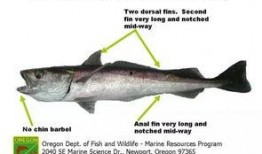 鳕鱼最新爆料新闻报道,揭秘娱乐圈惊人内幕！”