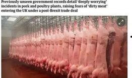 寄生虫美国爆料视频,视频爆料揭示惊人内幕