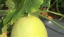 怎么在哪里可以免费吃瓜,探寻全国各大免费瓜摊攻略