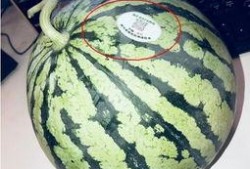 网红500吃瓜,揭秘娱乐圈背后的惊人真相